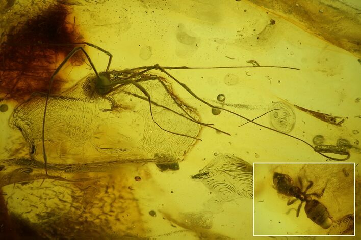 Detailed Fossil Daddy Long-leg and Ant in Baltic Amber #166201
